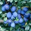 Pruimenboom (Prunus Domestica 'Damson') -Tuin Verhaal Verkoopwinkel prunud damson