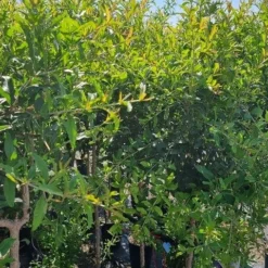 Abrikoos Als Halfstam (Prunus Armeniaca 'Antonio Errani') 9 Abrikoos Als Halfstam (Prunus Armeniaca 'Antonio Errani') -Tuin Verhaal Verkoopwinkel prunus armeniaca antonio errani 2 1