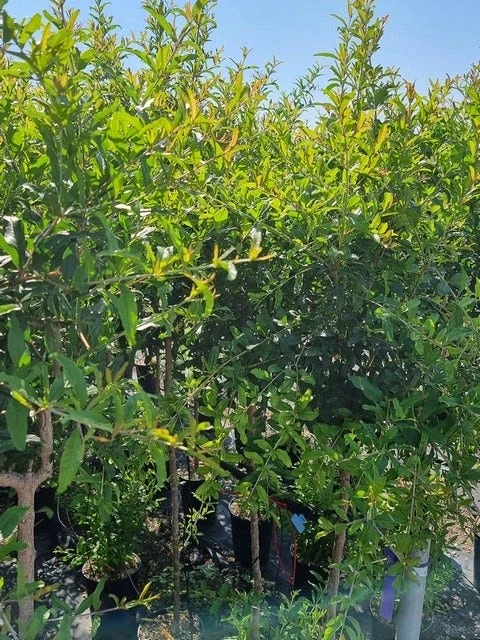 Abrikoos Als Halfstam (Prunus Armeniaca 'Antonio Errani') 6 Abrikoos Als Halfstam (Prunus Armeniaca 'Antonio Errani') - Afbeelding 4