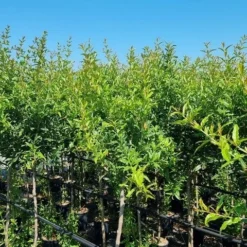 Abrikoos Als Halfstam (Prunus Armeniaca 'Antonio Errani') 8 Abrikoos Als Halfstam (Prunus Armeniaca 'Antonio Errani') -Tuin Verhaal Verkoopwinkel prunus armeniaca antonio errani 3 1