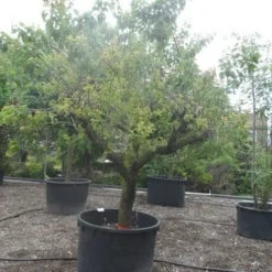 Abrikozenboom (Prunus Armeniaca) 10 Abrikozenboom (Prunus Armeniaca) -Tuin Verhaal Verkoopwinkel prunus armeniaca eetabrikoos halfstam c750 solitair