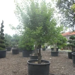 Abrikozenboom (Prunus Armeniaca) 11 Abrikozenboom (Prunus Armeniaca) -Tuin Verhaal Verkoopwinkel prunus armeniaca halfstam c750