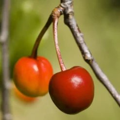 Morel (Prunus Cerasus 'Kelleris Nr. 16')