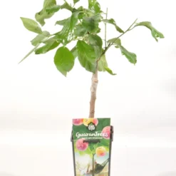 Pruimenboom (Prunus Domestica 'Victoria') 7 Pruimenboom (Prunus Domestica 'Victoria') -Tuin Verhaal Verkoopwinkel prunus dom. victoria rp2l pruim laat zoet rood