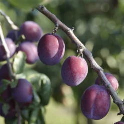 Pruimenboom (Prunus Domestica 'Reine Claude D'Althan')