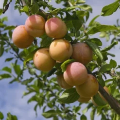 Pruimenboom (Prunus Domestica 'Reine Claude' D'Oullins')