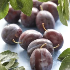 Pruimenboom (Prunus Domestica 'Voyageur')