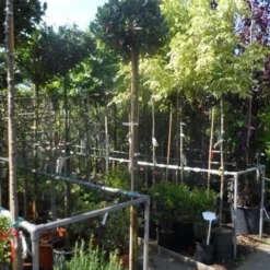 Laurierkers Op Stam (Prunus Laurocerasus 'Otto Luyken') -Tuin Verhaal Verkoopwinkel prunus laurocerasus otto luyken 8 10 12ho cont