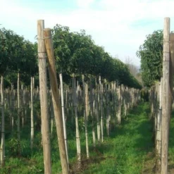 Portugese Laurier Als Boom (Prunus Lusitanica 'Angustifolia') 26 Portugese Laurier Als Boom (Prunus Lusitanica 'Angustifolia') -Tuin Verhaal Verkoopwinkel prunus lusitanica