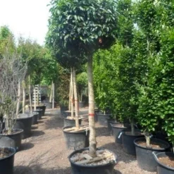 Portugese Laurier Als Boom (Prunus Lusitanica) 9 Portugese Laurier Als Boom (Prunus Lusitanica) -Tuin Verhaal Verkoopwinkel prunus lusitanica 20 25ho c160