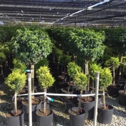 Portugese Laurier Op Stam (Prunus Lusitanica 'Angustifolia') 12 Portugese Laurier Op Stam (Prunus Lusitanica 'Angustifolia') -Tuin Verhaal Verkoopwinkel prunus lusitanica 80cm stam