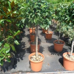 Portugese Laurier Als Boom (Prunus Lusitanica) 10 Portugese Laurier Als Boom (Prunus Lusitanica) -Tuin Verhaal Verkoopwinkel prunus lusitanica 80stam c25