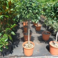 Portugese Laurier Als Boom (Prunus Lusitanica) 8 Portugese Laurier Als Boom (Prunus Lusitanica) -Tuin Verhaal Verkoopwinkel prunus lusitanica 80stam c25 2