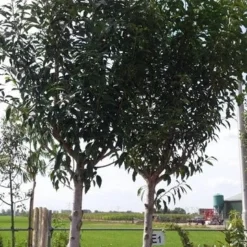 Portugese Laurier Als Boom (Prunus Lusitanica 'Angustifolia') 27 Portugese Laurier Als Boom (Prunus Lusitanica 'Angustifolia') -Tuin Verhaal Verkoopwinkel prunus lusitanica als boom01