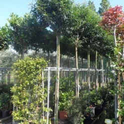 Portugese Laurier Als Boom (Prunus Lusitanica 'Angustifolia') 20 Portugese Laurier Als Boom (Prunus Lusitanica 'Angustifolia') -Tuin Verhaal Verkoopwinkel prunus lusitanica angustifolia 12 14ho