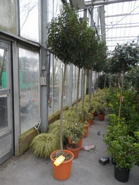 Portugese Laurier Als Boom (Prunus Lusitanica 'Angustifolia') 10 Portugese Laurier Als Boom (Prunus Lusitanica 'Angustifolia') - Afbeelding 8