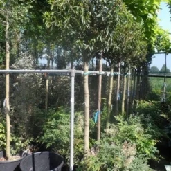 Portugese Laurier Als Boom (Prunus Lusitanica 'Angustifolia') 23 Portugese Laurier Als Boom (Prunus Lusitanica 'Angustifolia') -Tuin Verhaal Verkoopwinkel prunus lusitanica angustifolia 150stam c35