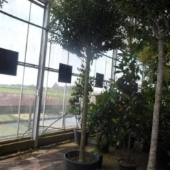 Portugese Laurier Als Boom (Prunus Lusitanica 'Angustifolia') 19 Portugese Laurier Als Boom (Prunus Lusitanica 'Angustifolia') -Tuin Verhaal Verkoopwinkel prunus lusitanica angustifolia 16 18ho c90