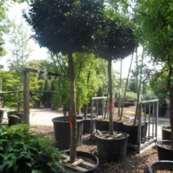 Portugese Laurier Als Boom (Prunus Lusitanica 'Angustifolia') 18 Portugese Laurier Als Boom (Prunus Lusitanica 'Angustifolia') -Tuin Verhaal Verkoopwinkel prunus lusitanica angustifolia 18 20 ho c130