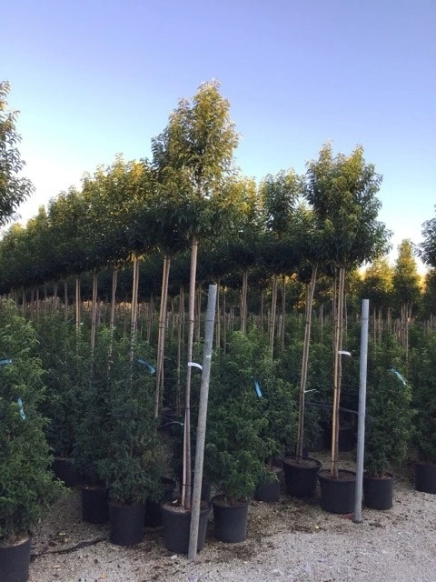 Portugese Laurier Op Stam (Prunus Lusitanica 'Angustifolia') 2 Portugese Laurier Op Stam (Prunus Lusitanica 'Angustifolia')