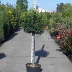Portugese Laurier Op Stam (Prunus Lusitanica 'Angustifolia') 10 Portugese Laurier Op Stam (Prunus Lusitanica 'Angustifolia') -Tuin Verhaal Verkoopwinkel prunus lusitanica angustifolia halfstam c25