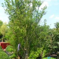 Granaatappel Als Struik (Punica Granatum) 13 Granaatappel Als Struik (Punica Granatum) -Tuin Verhaal Verkoopwinkel punica granatum 250 300 c285 meerstammig