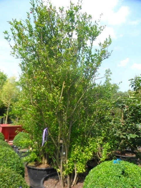 Granaatappel Als Struik (Punica Granatum) 7 Granaatappel Als Struik (Punica Granatum) - Afbeelding 5