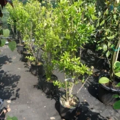 Granaatappel Als Struik (Punica Granatum) 12 Granaatappel Als Struik (Punica Granatum) -Tuin Verhaal Verkoopwinkel punica granatum 80 100 125 c12