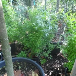 Granaatappel Als Struik (Punica Granatum) 15 Granaatappel Als Struik (Punica Granatum) -Tuin Verhaal Verkoopwinkel punica granatum c10