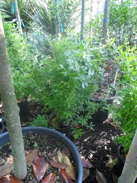 Granaatappel Als Struik (Punica Granatum) 9 Granaatappel Als Struik (Punica Granatum) - Afbeelding 7