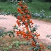 Vuurdoorn (Pyracantha 'Orange Glow') -Tuin Verhaal Verkoopwinkel pyocharm 3