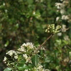 Vuurdoorn (Pyracantha 'Orange Glow') -Tuin Verhaal Verkoopwinkel pyracantha orange glow 2