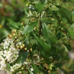 Vuurdoorn (Pyracantha 'Orange Glow') -Tuin Verhaal Verkoopwinkel pyracantha orange glow 3