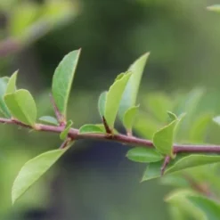 Vuurdoorn (Pyracantha 'Orange Glow') -Tuin Verhaal Verkoopwinkel pyracantha orange glow 4