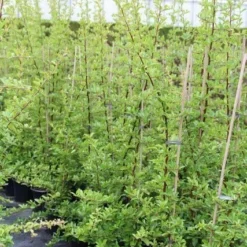 Vuurdoorn (Pyracantha 'Orange Glow') -Tuin Verhaal Verkoopwinkel pyracantha orange glow 6