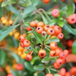 Vuurdoorn (Pyracantha 'Orange Glow') -Tuin Verhaal Verkoopwinkel pyracantha orange glow 7