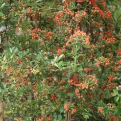 Vuurdoorn (Pyracantha 'Orange Glow') -Tuin Verhaal Verkoopwinkel pyracantha orange glow 9