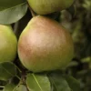 Perenboom (Pyrus Communis 'Saint Remy') -Tuin Verhaal Verkoopwinkel pyrus communis saint remy