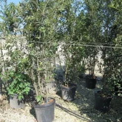 Steeneik Meerstammig (Quercus Ilex) -Tuin Verhaal Verkoopwinkel quercus ilex 200 250 meerstammig 2 1