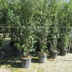 Steeneik Meerstammig (Quercus Ilex) -Tuin Verhaal Verkoopwinkel quercus ilex 200 250meerstammig