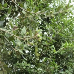 Steeneik Als Boom (Quercus Ilex) 22 Steeneik Als Boom (Quercus Ilex) -Tuin Verhaal Verkoopwinkel quercus ilex 2 1