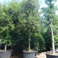 Steeneik Als Boom (Quercus Ilex) 35 Steeneik Als Boom (Quercus Ilex) -Tuin Verhaal Verkoopwinkel quercus ilex 30 35 40ho cont