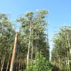 Steeneik Als Leiboom (Quercus Ilex) 17 Steeneik Als Leiboom (Quercus Ilex) -Tuin Verhaal Verkoopwinkel quercus ilex 8 10 leivorm