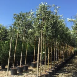 Steeneik Als Leiboom (Quercus Ilex) 19 Steeneik Als Leiboom (Quercus Ilex) -Tuin Verhaal Verkoopwinkel quercus ilex 8 10 leivorm 1