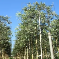 Steeneik Als Leiboom (Quercus Ilex) 14 Steeneik Als Leiboom (Quercus Ilex) -Tuin Verhaal Verkoopwinkel quercus ilex 8 10 leivorm 2