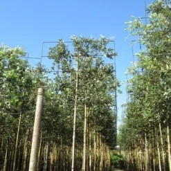 Steeneik Als Leiboom (Quercus Ilex) 15 Steeneik Als Leiboom (Quercus Ilex) -Tuin Verhaal Verkoopwinkel quercus ilex 8 10 leivorm 3