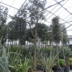 Kurkeik (Quercus Suber) -Tuin Verhaal Verkoopwinkel quercus suber