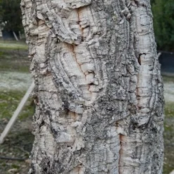 Kurkeik (Quercus Suber) -Tuin Verhaal Verkoopwinkel quercus suber 3 2