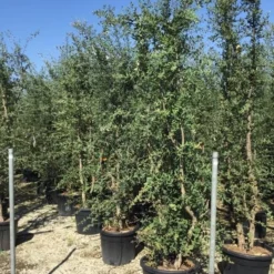 Kurkeik Meerstammig (Quercus Suber) -Tuin Verhaal Verkoopwinkel quercus suber meerstammig 250 300 cm