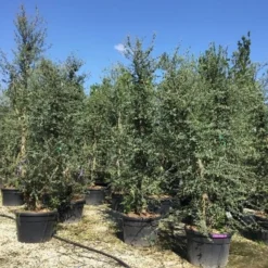 Kurkeik Meerstammig (Quercus Suber) -Tuin Verhaal Verkoopwinkel quercus suber meerstammig 300 350 cm